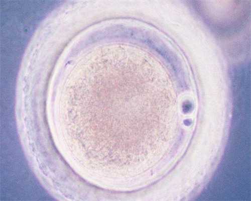 第三代试管婴儿优孕行在哪儿