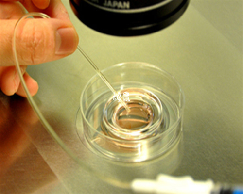 广州供卵试管好找,泰国试管婴儿可以做龙凤胎吗？_在上海找供卵去哪里_试管婴